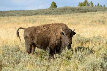 Bison Bull - A mature bison bull feeding on a hillside grassland in Grand Teton National Park, Wyoming, USA.