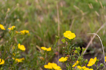 wild yellow flowers bloom in spring on the green grass of the field