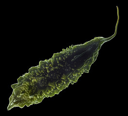 Exotic and Creative Food