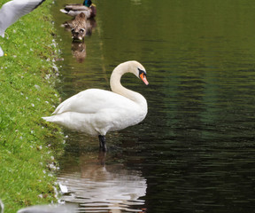 White swan on the shore.