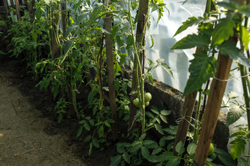 organic tomatoes in greenhouse