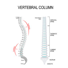  Kyphosis & Lordosis. Vertebral column