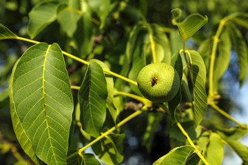 closeup of walnuts on the branch