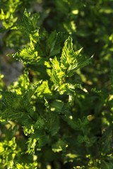 green mint plant background