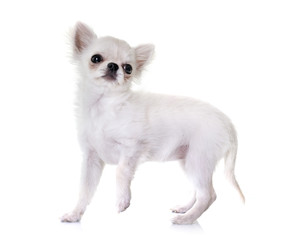 puppy chihuahua in studio