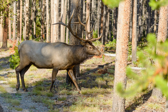 Bull Elk in Forest - A mature bull elk walking in a dense pine forest, Yellowstone National Park, Wyoming, USA.
