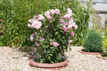 Fototapeta na wymiar Rosa odorata pink bush in a flower bed. photo format horizontal