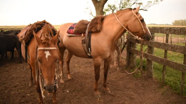 Tres caballos Criollos ensillados, Buenos Aires Argentina