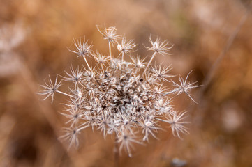 dry dill flower in nature, top view, closeup