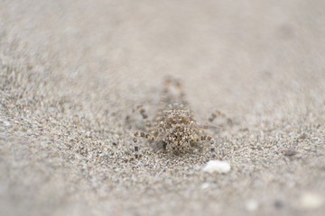 Fototapeta na wymiar Little bug on sand
