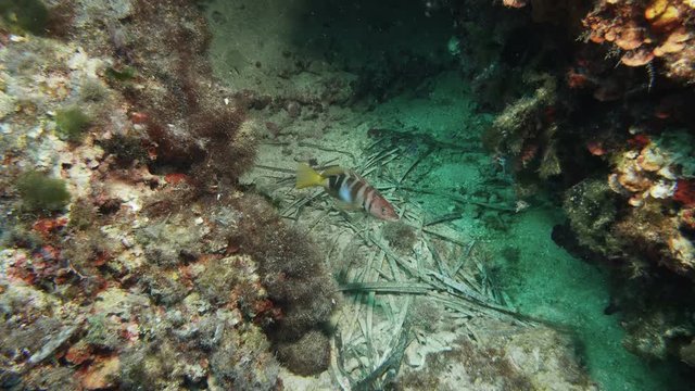 Painted comber (Serranus scriba) over the bottom of Mediterranien sea