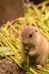 オグロプレーリードッグ