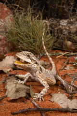 Fototapeta premium Westliche Bartagame / Zwergbartagame (Pogona minor) - western bearded dragon
