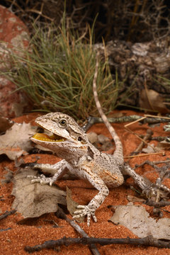Westliche Bartagame / Zwergbartagame (Pogona minor) - western bearded dragon