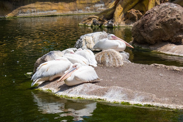 White pelicans at the zoo garden