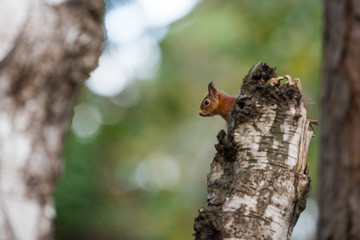 Red Squirrel portrait