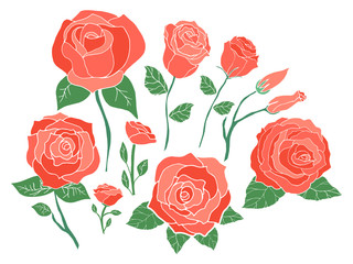 Beautiful red roses flower collection of hand drawn vector illustration