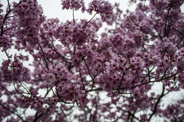 HANAMI IN TOKYO