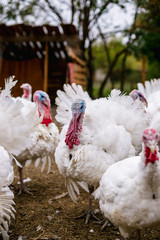 Breeding turkeys on a farm.