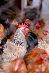 Chickens on the farm. Toned, style, color photo.