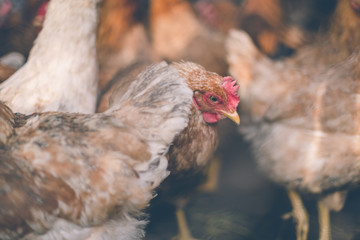 Chickens on the farm. Toned, style, color photo.