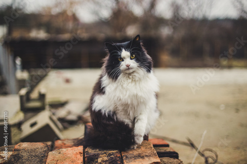 Portrait Of Beautiful Black And White Rural Cat Stock Photo And