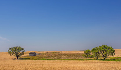 Obraz premium Three trees dotted in a small meadow with golden wheat fields circling around it in a qyuiet farming countryside landscape