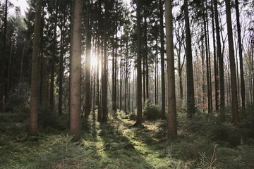 Obraz premium Wald im Gegenlicht 