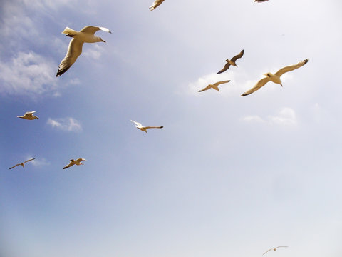 Seagulls flying over the sea front in Brighton