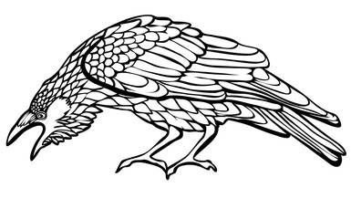 Vector illustration of raven black and white 