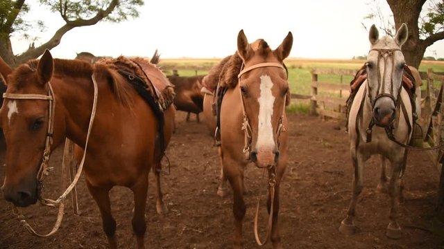 Tres caballos Criollos ensillados, Buenos Aires Argentina