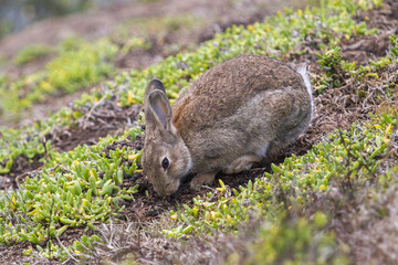 Rabbit sauvage in New Zeland 