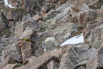 Mountain Goat Nanny and Young