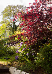 Naklejka premium Hortensie Blüte in Lila, pink, blau