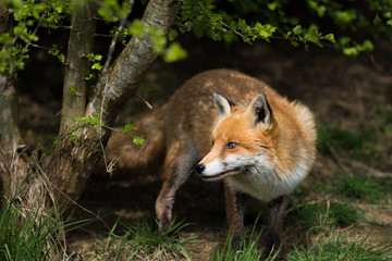 Fox closeup