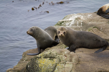 Fur Seal in  Moreaki New Zeland 