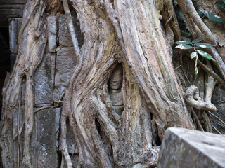 Siem Reap,Cambodia-December 23, 2017: The face of Buddha statue is recognized between the roots of Spung tree or tetrameles nudiflora in Ta Prohm temple ruins in Siem Reap, Cambodia.