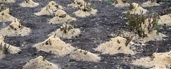 Mulching rose bushes. A lot of cropped rose bushes are strewn with wooden sawdust and stems for preservation in winter