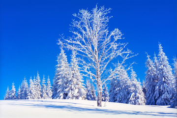 Trees are covered with snow on the background of a blue sky. A sunny day in the winter in the Alpine mountains.