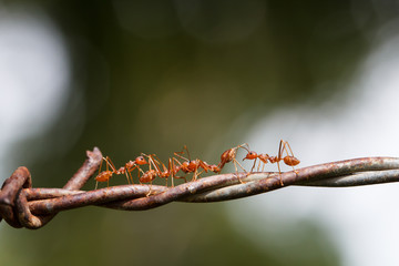 Macro photography of ants climbing on the barbed wire