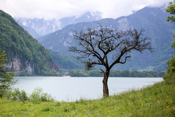 Lone tree by the Alps