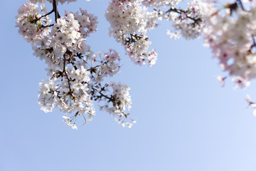 Japanese cherry tree