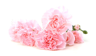 Carnations on white