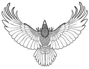 Vector illustration of flying raven black and white 