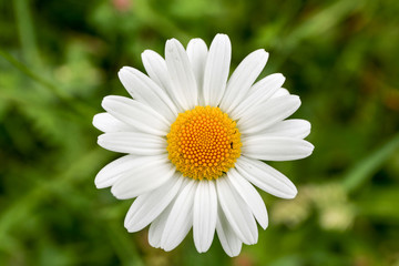 Photo of a pretty daisy in a green field