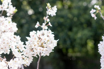 Obraz premium Japanese cherry tree