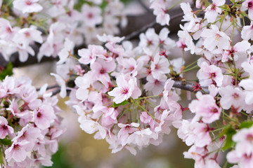 Fototapeta premium Japanese cherry tree