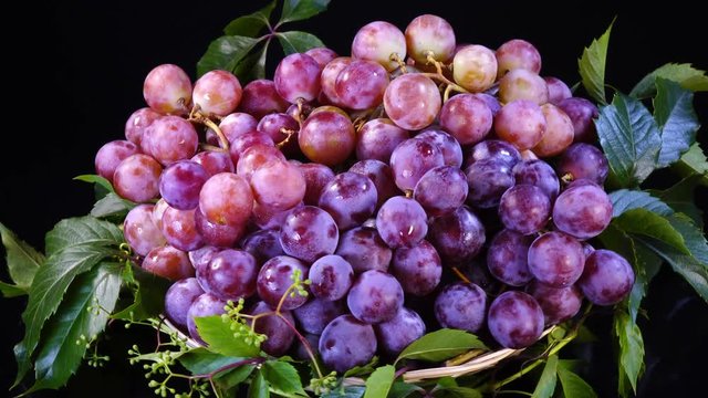 Amazing bunches of fresh pink and violet grapes, rotating on black background contra clockwise close up. Vibrant natural texture with excellent details in UHD 4k, 3840x2160, clip. Eco product.