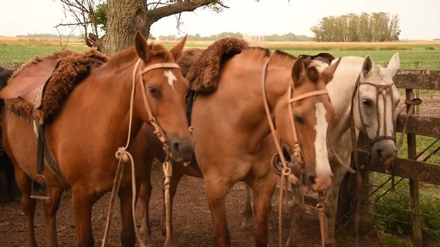 Tres caballos Criollos ensillados, Buenos Aires Argentina