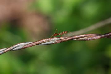 Macro photography of ants climbing on the barbed wire